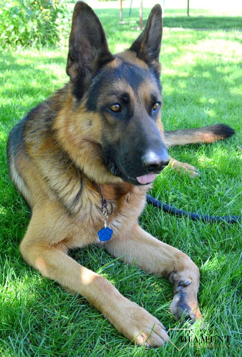 Blaszka dla pupila łapka psa 3,5 cm z miejscem na grawer Łapka psa blue L. Blaszka w formie adresówki, identyfikatora dla psa. Blaszka z miejscem na grawer. Na adresówce możemy wygrawerować np. imię psa i nr telefonu do właści.jpg